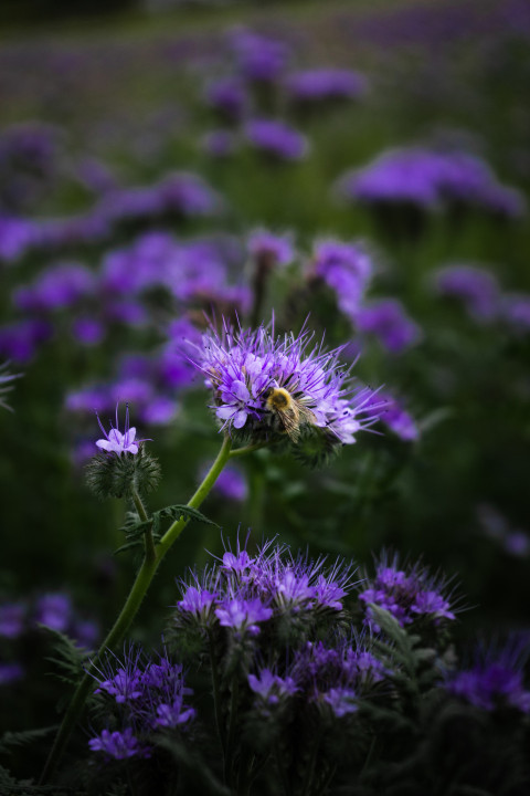 a field of purple flowers with a bee on them