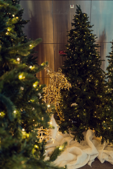 group of Christmas trees next to each other