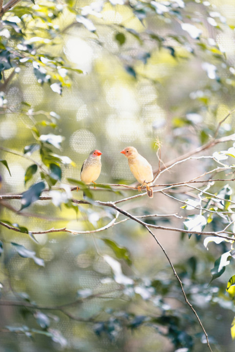 couple of birds sitting on top of a tree branch