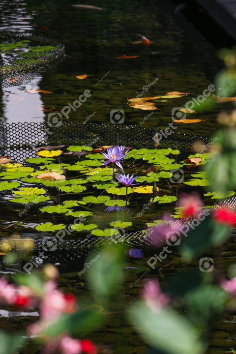 a purple flower floating above a pond