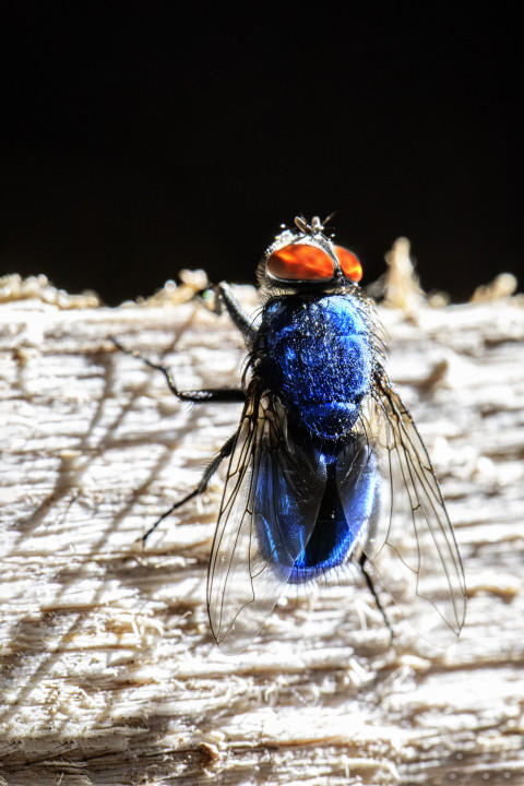 A blue fly preparing to fly