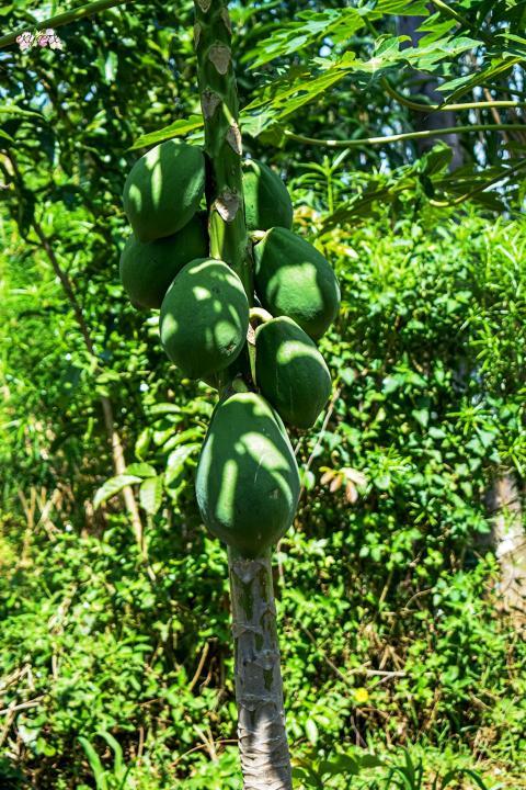 Raw Pawpaw