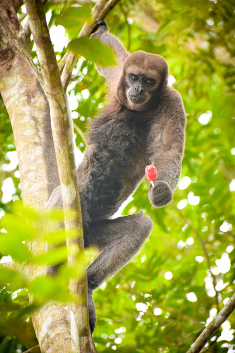 Vibrant photo of monkey sitting on a tree with a red lollipop. Perfect for wildlife, conservation or decor projects. High-res, can be printed in any size. Add a touch of adventure to your space