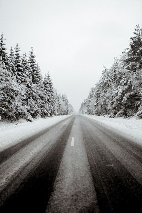 snow covered road between trees