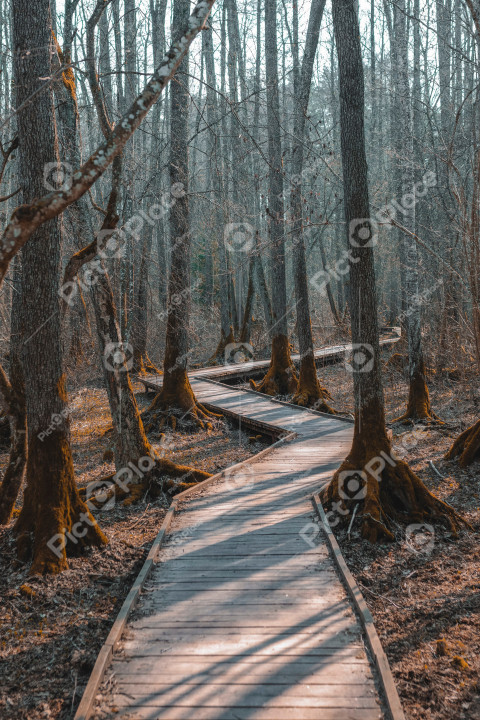 Wooden path through the forest