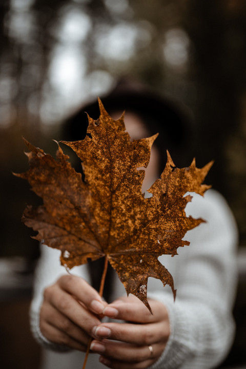 Beautiful maple leaf in hand
