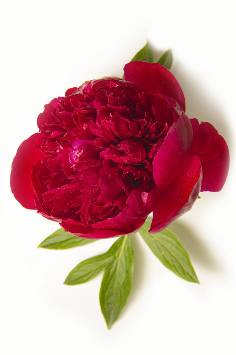 Closeup of burgundy bud of color Marsala peony