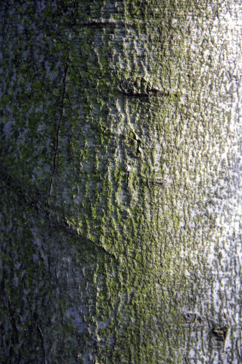 Living tree bark