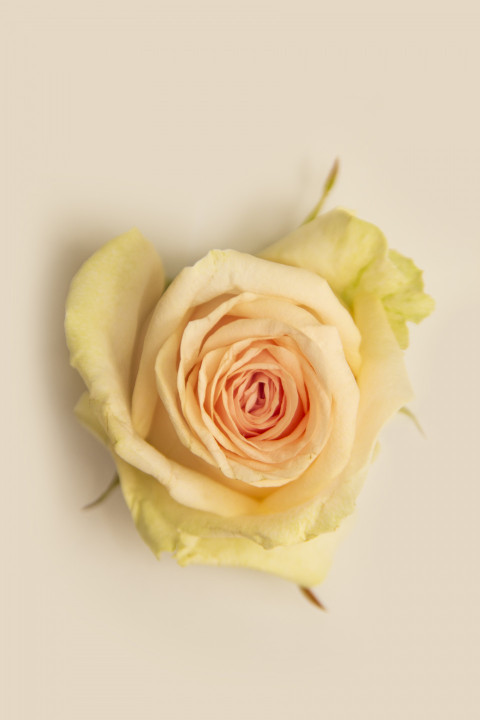 Yellow vibrant rose bud on a white background close-up