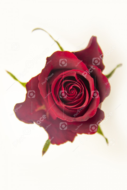 Close-up of a lively rose of red color on a white background