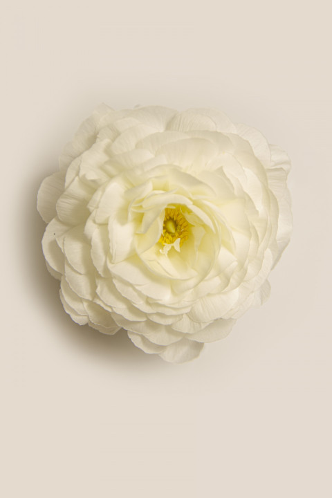 Close-up of a white or ivory bud ranunculus
