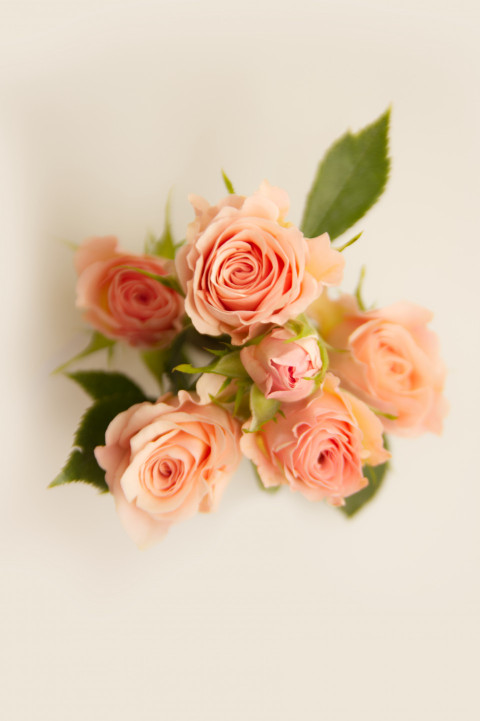 Close-up of creamy vibrant bush rose buds on white background