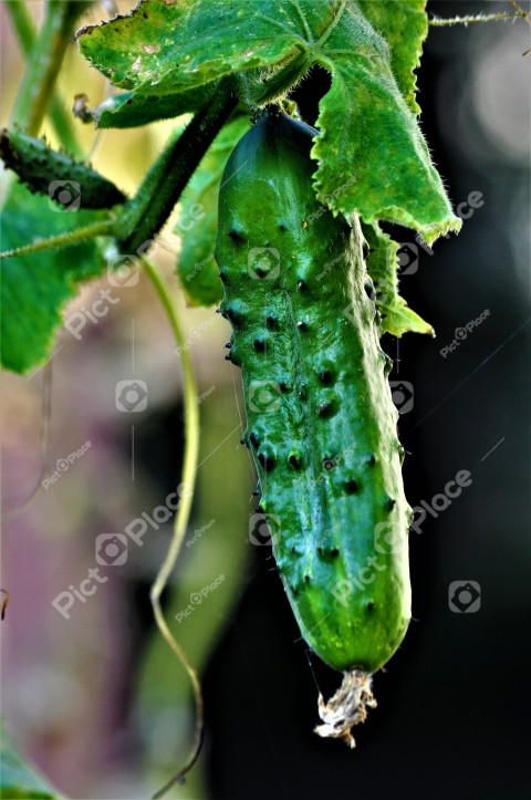 cucumber closeup