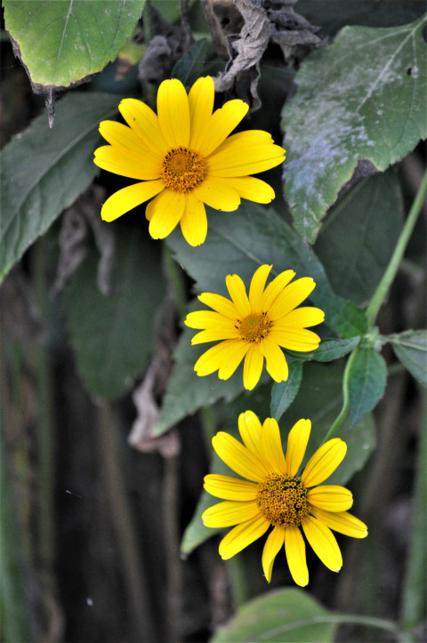 yellow flowers