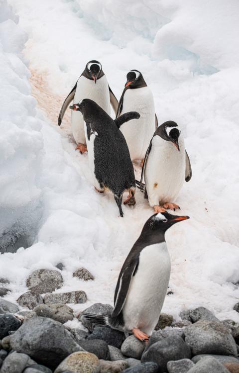 A group of penguins standing on top of a pile of snow