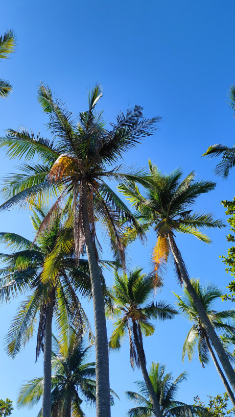 Coconut Tree at Bonuan Tondaligan Beach