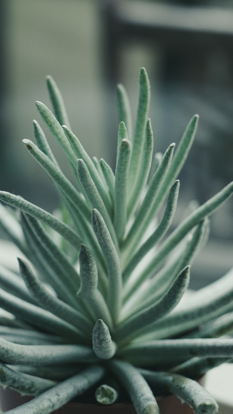 close up of a plant in a pot