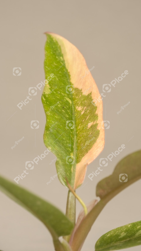 close up of a leaf on a plant