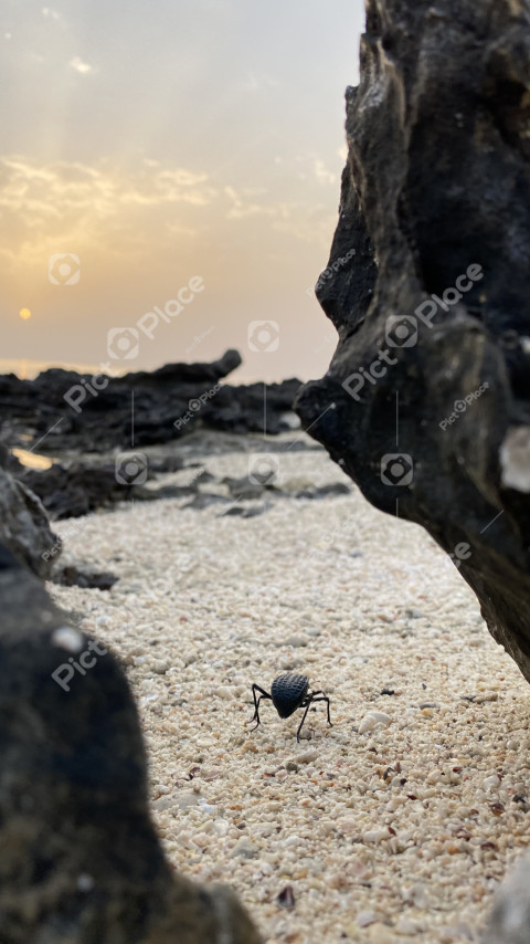 beetle with the sunset