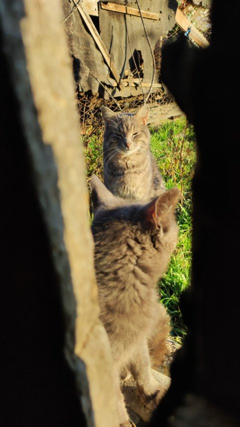 two gray cats