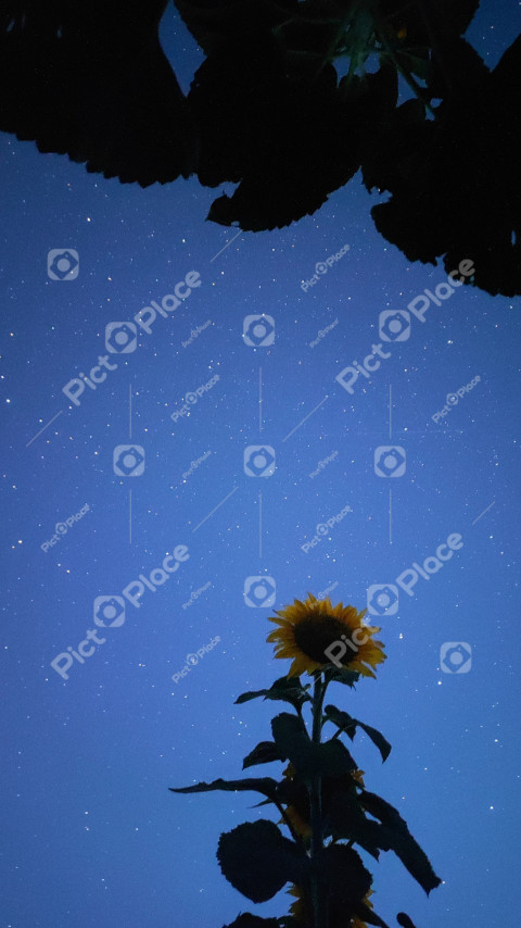 sunflower against the background of the night sky