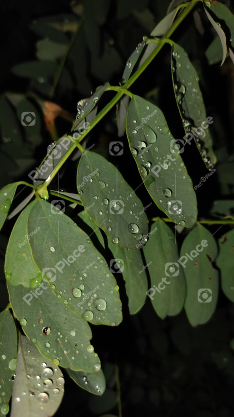 drops on the leaves