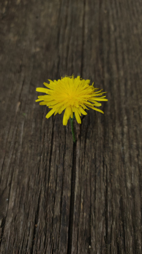 dandelion officinalis