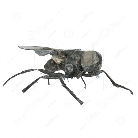 Black Fly isolated on white background