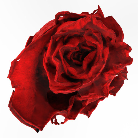 Red Rose isolated on white background