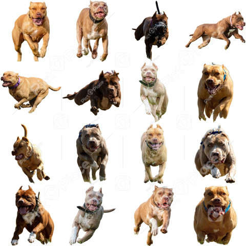 American Staffordshire Terrier dog collage running catching hunting straight on camera isolated on white background at full speed on competition