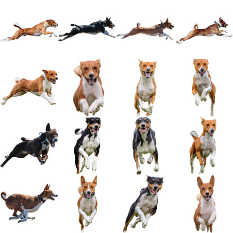 Basenji dog collage running catching hunting straight on camera isolated on white background at full speed on competition