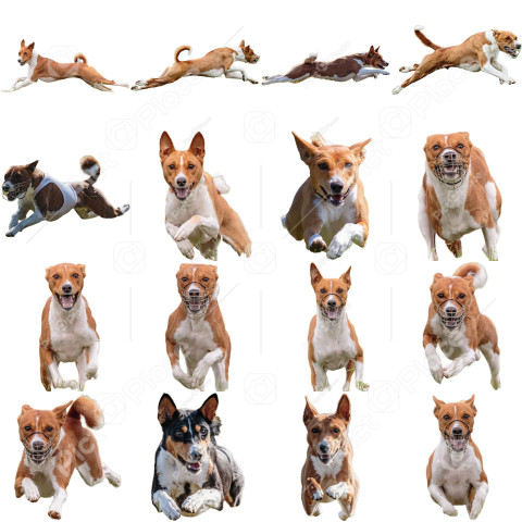 Basenji dog collage running catching hunting straight on camera isolated on white background at full speed on competition