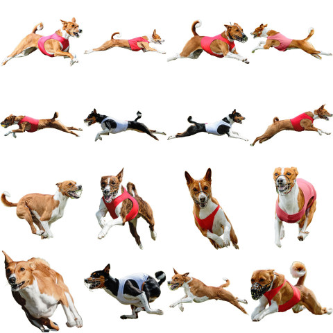 Basenji dog collage running catching hunting straight on camera isolated on white background at full speed on competition