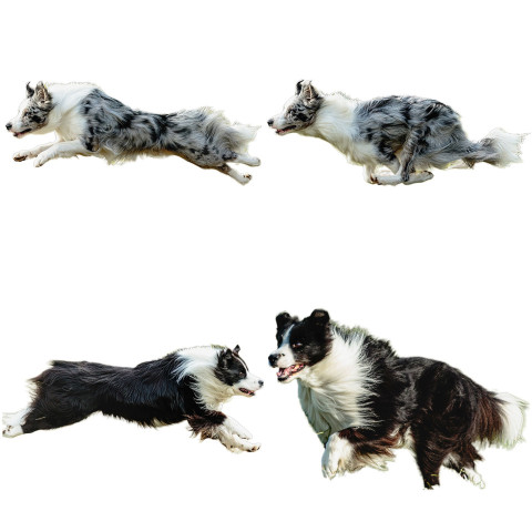 Border Collie dog collage running catching hunting straight on camera isolated on white background at full speed on competition