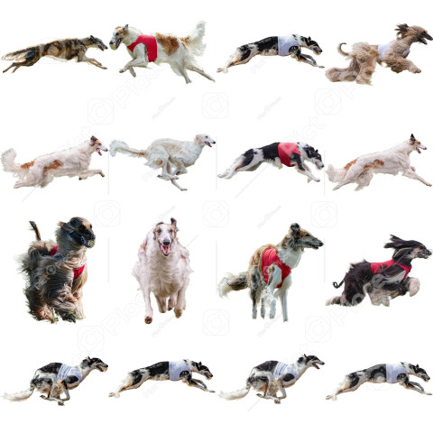 Borzoi dog collage running catching hunting straight on camera isolated on white background at full speed on competition