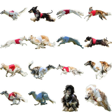 Borzoi dog collage running catching hunting straight on camera isolated on white background at full speed on competition