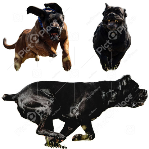 Cane Corso dog collage running catching hunting straight on camera isolated on white background at full speed on competition
