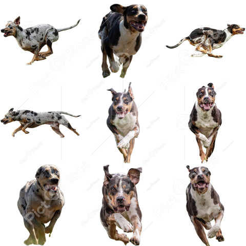 Catahoula Leopard dog collage running catching hunting straight on camera isolated on white background at full speed on competition