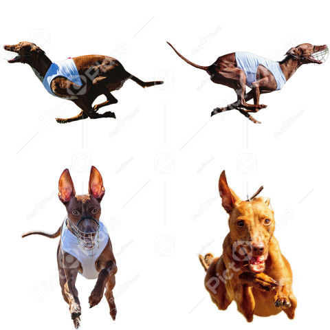 Cirneco dell Etna dog collage running catching hunting straight on camera isolated on white background at full speed on competition