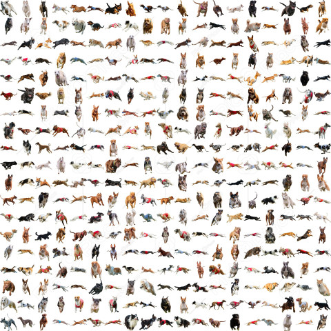 Collection all dog breeds lure coursing collage running catching hunting straight on camera isolated on white background at full speed on competition