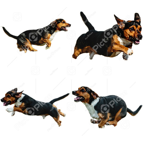 Dachshund dog collage running catching hunting straight on camera isolated on white background at full speed on competition