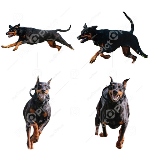 Dobermann dog collage running catching hunting straight on camera isolated on white background at full speed on competition
