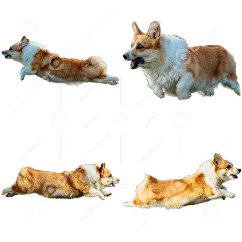 Pembroke Welsh Corgi dog collage running catching hunting straight on camera isolated on white background at full speed on competition