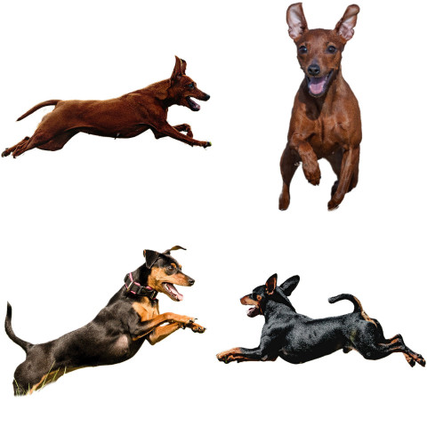 Pincher dog collage running catching hunting straight on camera isolated on white background at full speed on competition