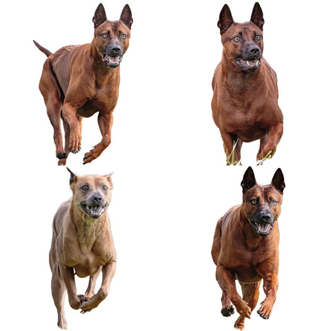 Thai Ridgeback dog collage running catching hunting straight on camera isolated on white background at full speed on competition