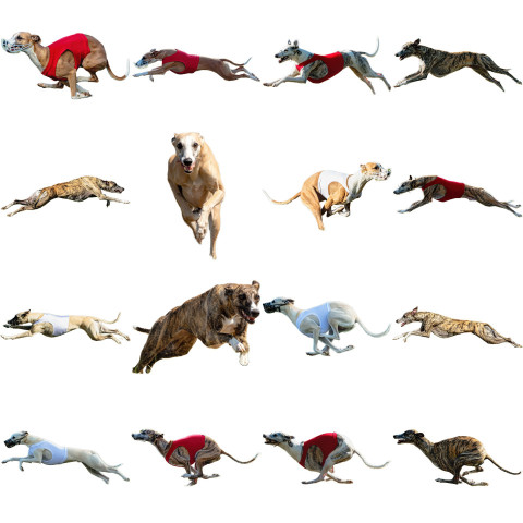 Whippet sprinter dog collage running catching hunting straight on camera isolated on white background at full speed on competition