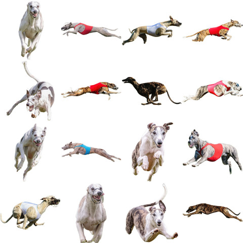 Whippet sprinter dog collage running catching hunting straight on camera isolated on white background at full speed on competition