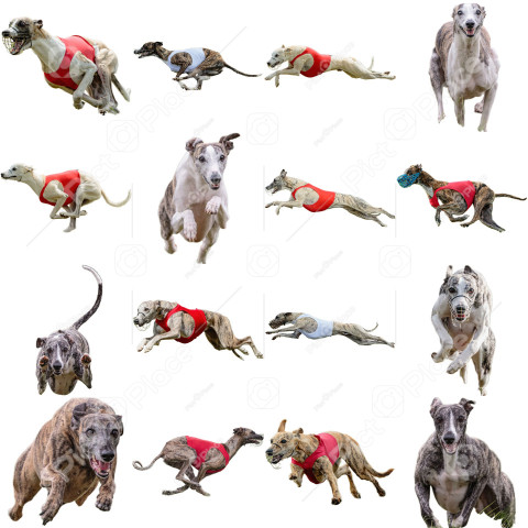 Whippet sprinter dog collage running catching hunting straight on camera isolated on white background at full speed on competition