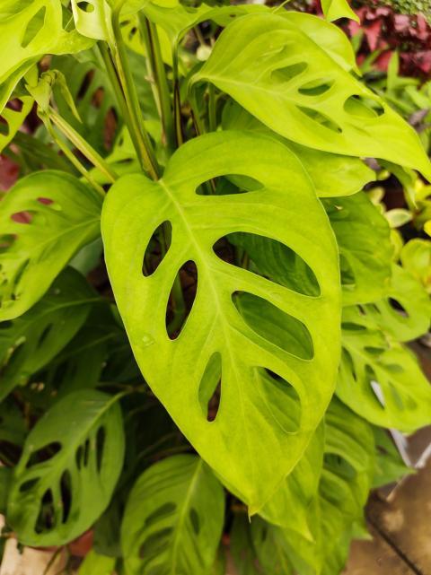 Potted monstera adansonii plant.