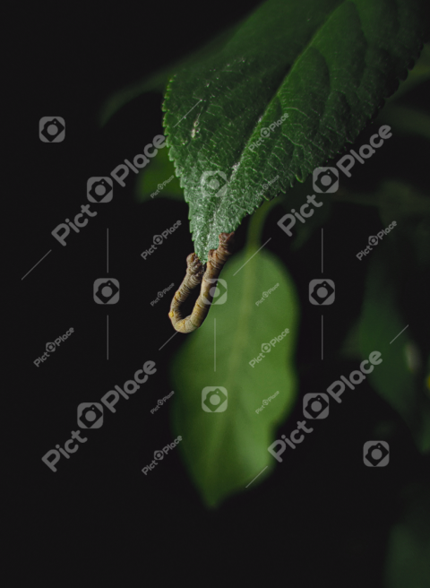 caterpillar on the foliage